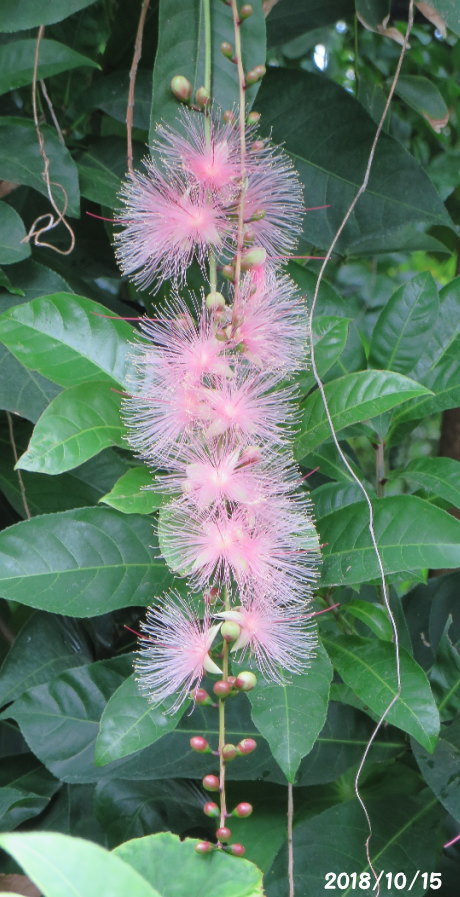 専用です。沖縄 ② サガリバナ さわふじ 苗 - 植物/観葉植物